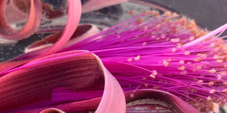 Flores de Origo Códex en agua