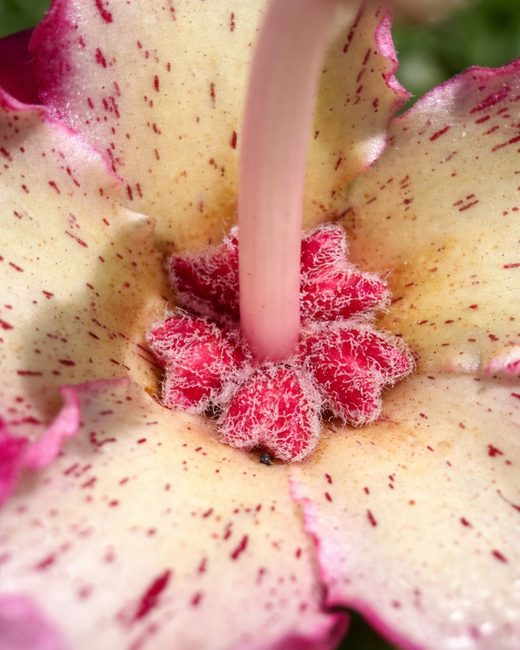 Primer plano del centro de la flor de la Ceiba con el pistilo