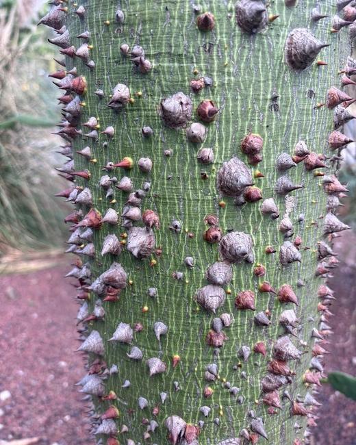 Tronco de ceiba con espinas