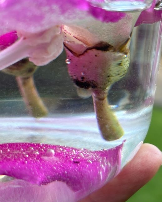 Flor con pétalos magenta en agua